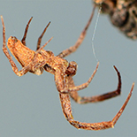 Uloborus plumipes male